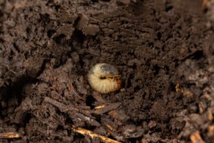 larva v záhone