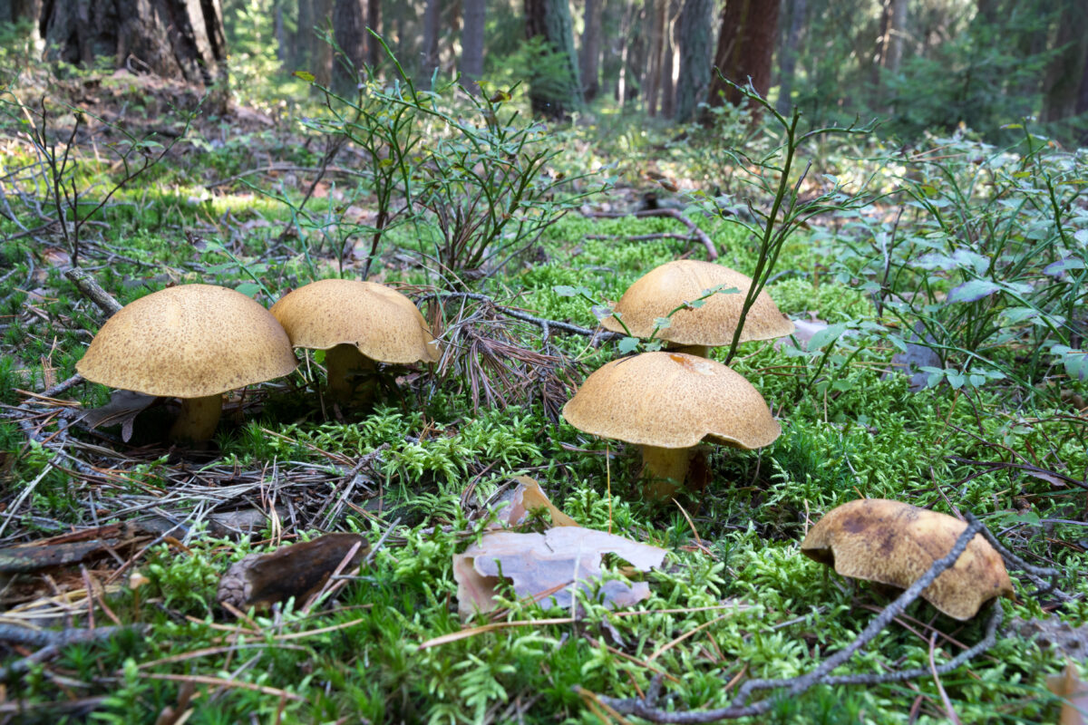Suillus variegatus