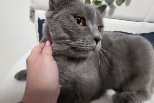 kocúr Max