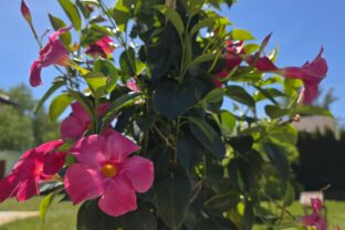 Mandevila