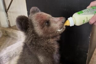 ZOO Košice, medveď Leon