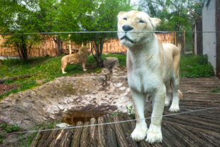ZOO: Stretnutie levov Samby a Ley