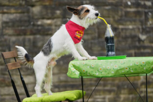 APTOPIX Germany Dog Show