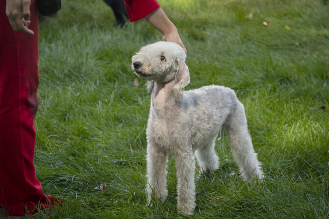 Bedlington teriér
