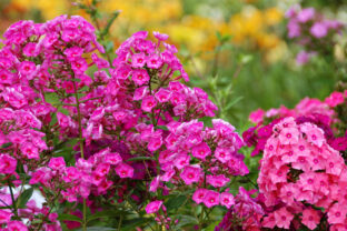 flox
