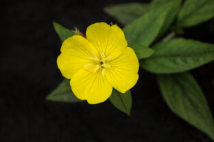 pupalka