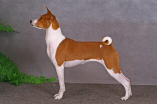 Basenji