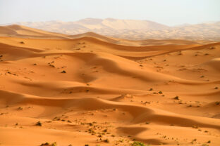 Sahara