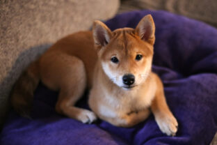 Shiba inu