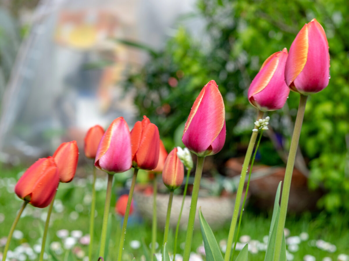 tulipány