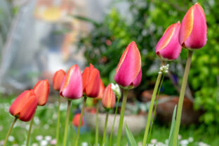 tulipány