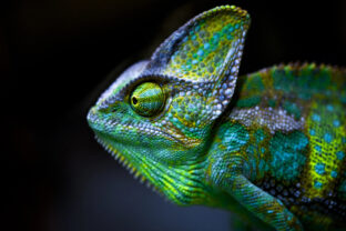 chameleón