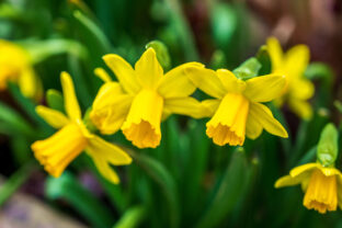 narcis