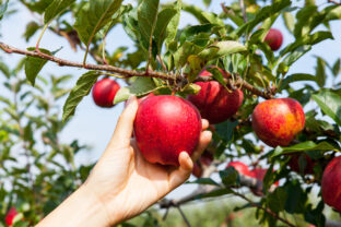 jabloň