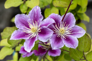 Klematis