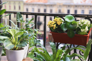 rastliny na balkóne
