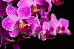 Orchidea