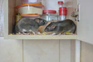 Destruction of food stocks. mice are black two pieces. symbol