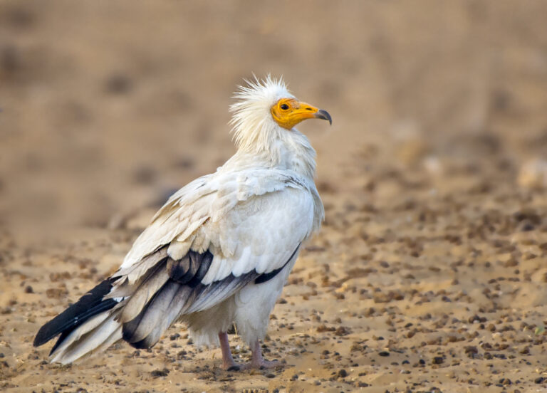 Vulture, zdochlinár