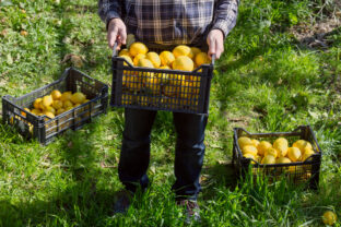 Men's hands hold a box with lemons