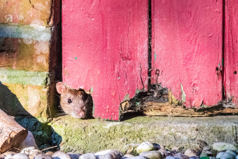 Telephoto of a rat