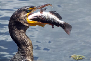 Double crested Cormorant (Phalacrocorax auritus)