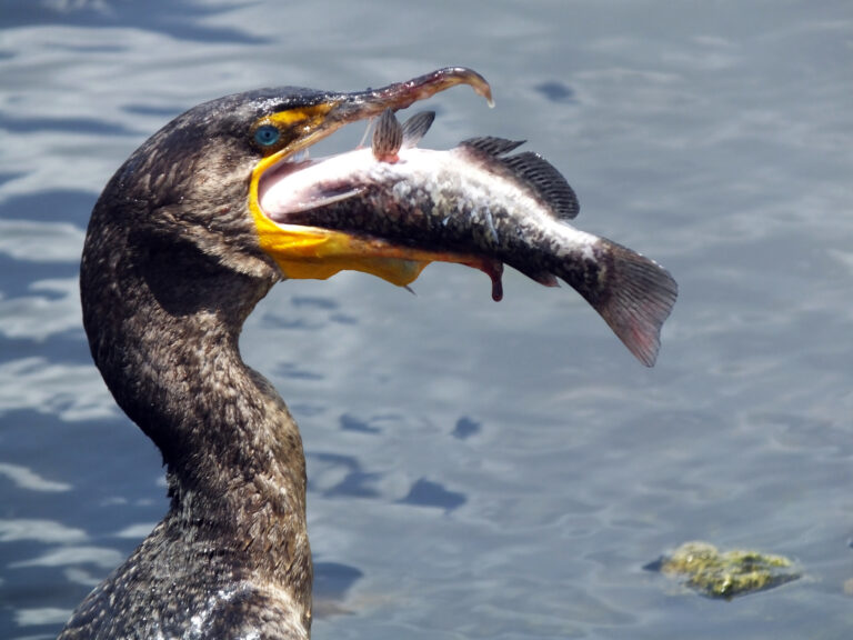 Double crested Cormorant (Phalacrocorax auritus)
