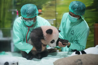 Indonesia Giant Panda