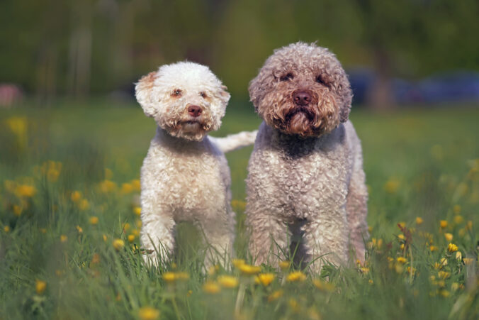 Lagotto romagnolo