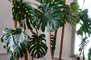 Monstera