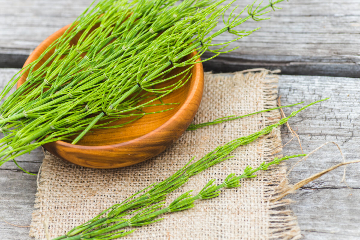 Equisetum arvense