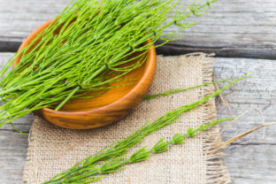 Equisetum arvense