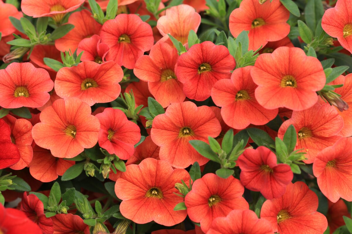 calibrachoa