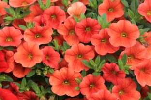calibrachoa