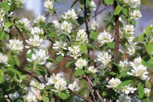 Amelanchier