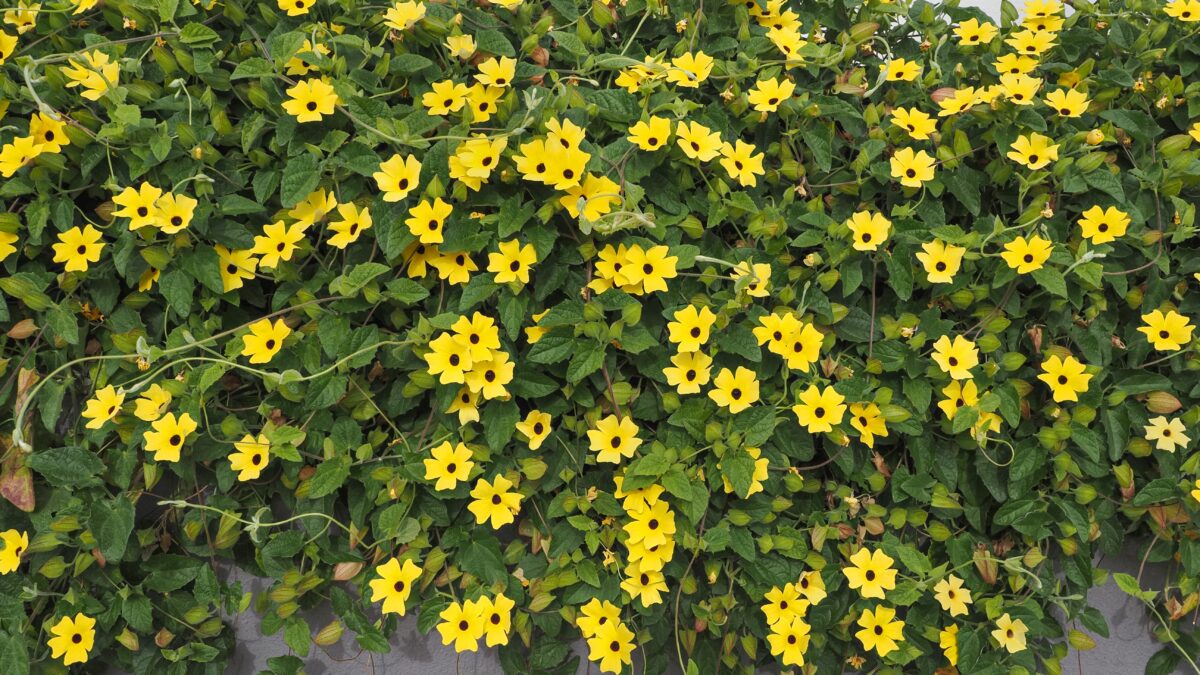 thunbergia alata