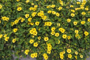 thunbergia alata