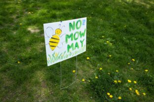 No Mow May