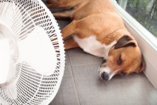 ochladzovanie psa počas letných horúčav
