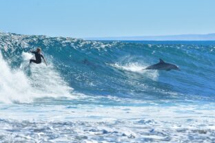Delfín a surfista