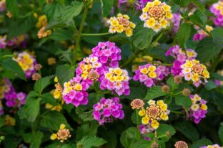 lantana