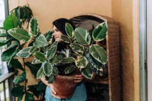 Ficus elastica