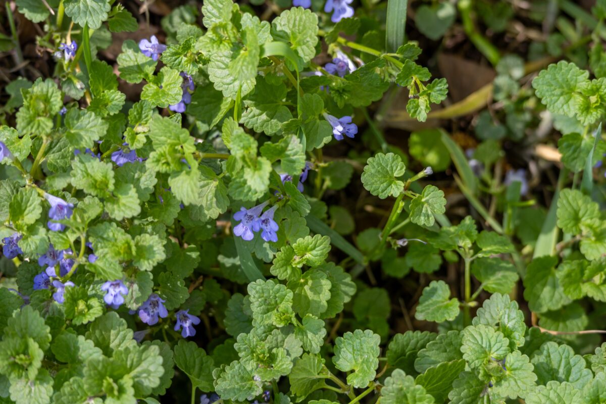 Glechoma hederacea