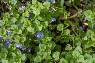 Glechoma hederacea