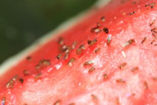 Drosophila