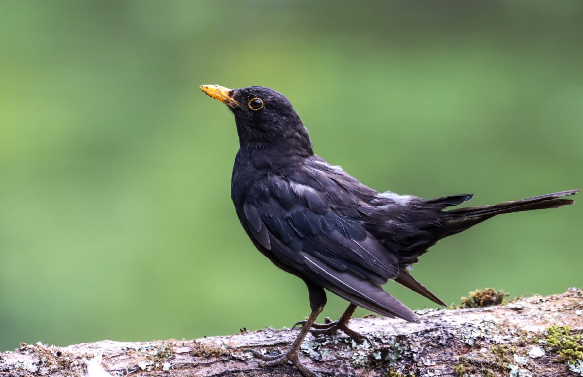 Turdus merula