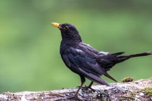 Turdus merula