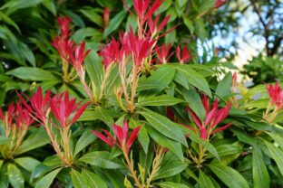 Pieris japonica