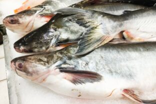 Pangasius