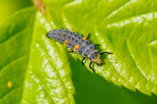 larva lienky